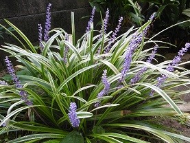 f:id:cangael:20150910150410j:image:right