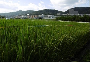 f:id:cangael:20150911143405j:image:right