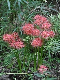 f:id:cangael:20150922125046j:image f:id:cangael:20150922125046j:image