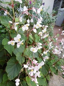 f:id:cangael:20150922142734j:image:right f:id:cangael:20150922142734j:image:right