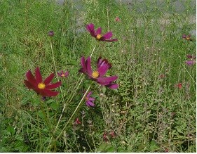 f:id:cangael:20150927160725j:image:left