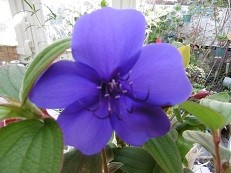 f:id:cangael:20151104143951j:image:right