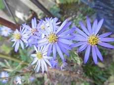 f:id:cangael:20151104144040j:image:right