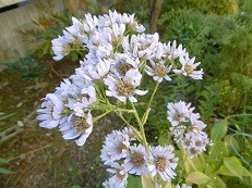 f:id:cangael:20151104144057j:image:right