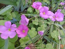 f:id:cangael:20151104144158j:image:right