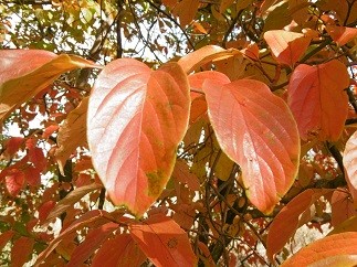 f:id:cangael:20151106135709j:image:left