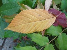 f:id:cangael:20151106141026j:image:right