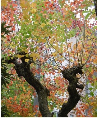 f:id:cangael:20151113113449j:image