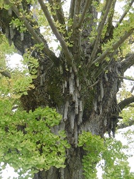 f:id:cangael:20151113114101j:image