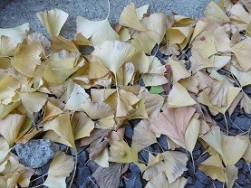 f:id:cangael:20151113114307j:image:left