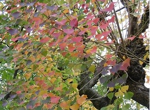 f:id:cangael:20151113114751j:image