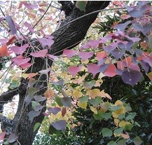 f:id:cangael:20151113114802j:image:right