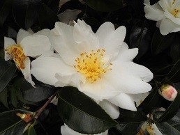 f:id:cangael:20151123150118j:image:right