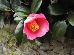 f:id:cangael:20151123150159j:image:right