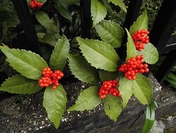 f:id:cangael:20151123150343j:image:right