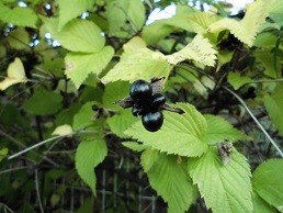 f:id:cangael:20151124154326j:image:right