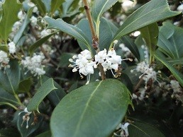 f:id:cangael:20151124154505j:image:right