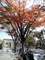 f:id:cangael:20151128114909j:image:left