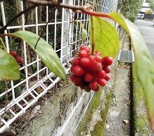 f:id:cangael:20151204140610j:image:right