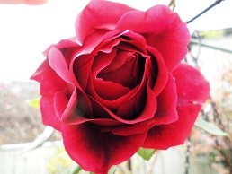 f:id:cangael:20151206103513j:image:right