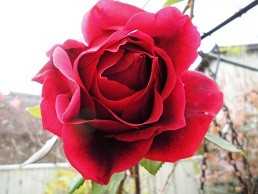 f:id:cangael:20151206103538j:image:right