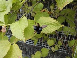 f:id:cangael:20151206141700j:image:right