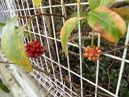 f:id:cangael:20151206141739j:image:right