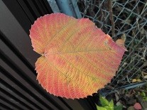 f:id:cangael:20151208153619j:image:right