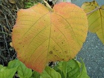 f:id:cangael:20151208153645j:image:right