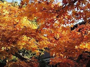 f:id:cangael:20151208153859j:image:right