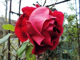 f:id:cangael:20151210085120j:image:left