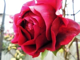 f:id:cangael:20151210085132j:image:right