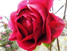 f:id:cangael:20151210085142j:image:right