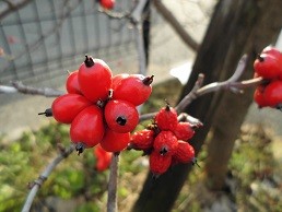 f:id:cangael:20151212152738j:image:right f:id:cangael:20151212152738j:image:right