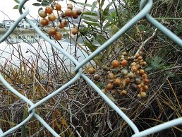 f:id:cangael:20151212162414j:image:right f:id:cangael:20151212162414j:image:right