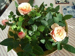f:id:cangael:20160104131655j:image:right f:id:cangael:20160104131655j:image:right