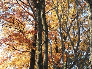 f:id:cangael:20160109150705j:image f:id:cangael:20160109150705j:image