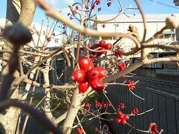 f:id:cangael:20160109153045j:image:left f:id:cangael:20160109153045j:image:left