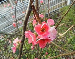 f:id:cangael:20160111154911j:image:right
