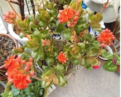 f:id:cangael:20160224154903j:image:right