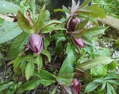 f:id:cangael:20160224155038j:image:right