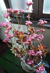 f:id:cangael:20160224155356j:image:right