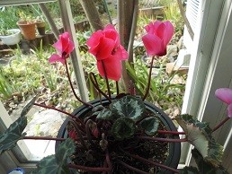 f:id:cangael:20160226124544j:image:right f:id:cangael:20160226124544j:image:right