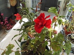 f:id:cangael:20160301081347j:image:right f:id:cangael:20160301081347j:image:right