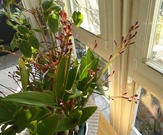 f:id:cangael:20160301081424j:image:right f:id:cangael:20160301081424j:image:right