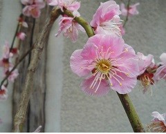 f:id:cangael:20160302143832j:image:left f:id:cangael:20160302143832j:image:left