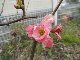 f:id:cangael:20160302144059j:image:right