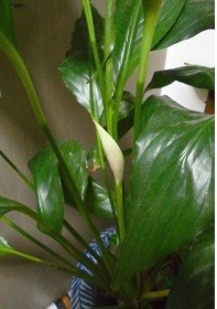 f:id:cangael:20160307121259j:image:right f:id:cangael:20160307121259j:image:right