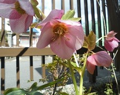 f:id:cangael:20160312122423j:image:right f:id:cangael:20160312122423j:image:right