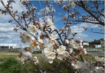 f:id:cangael:20160312143243j:image:right